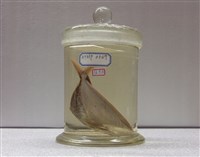 藏品(眼眶魚)的圖片